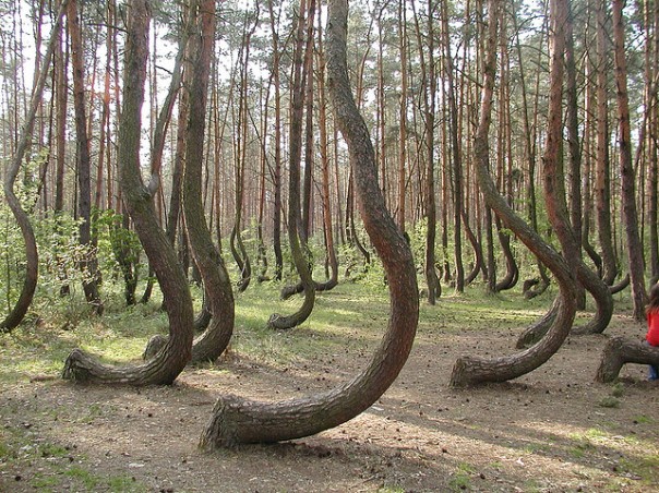 Hutan Bengkok di Gryfino Polandia